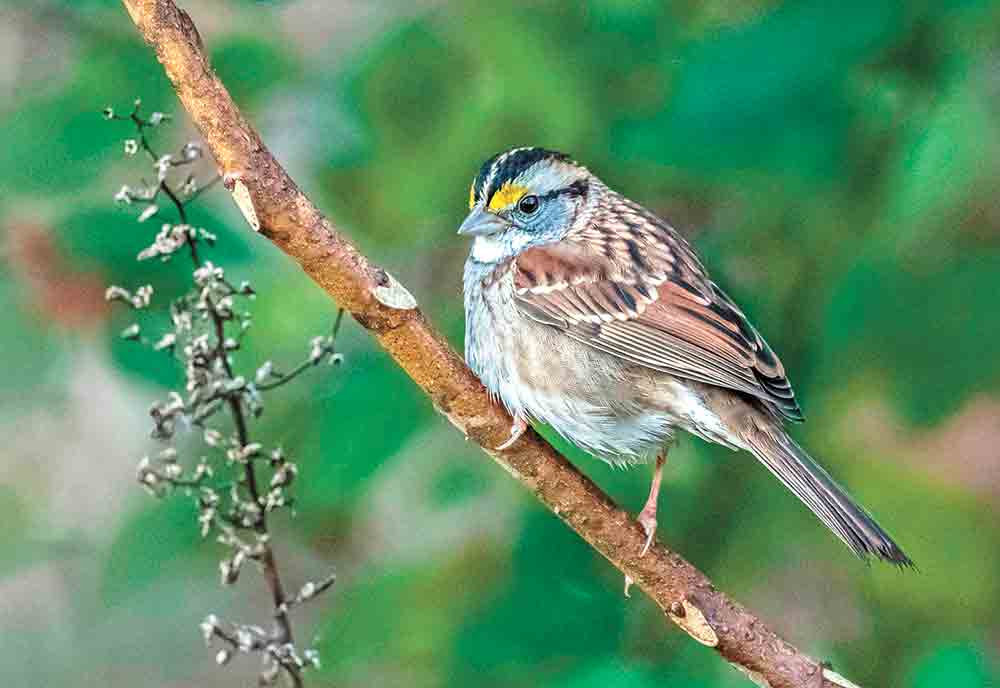 WhiteThroatedSparrow