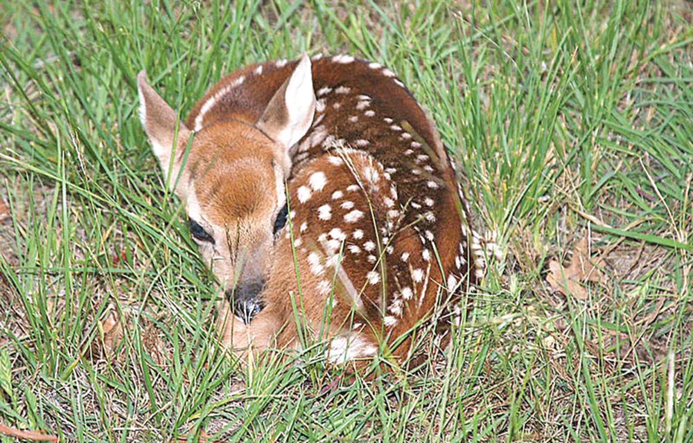 wildlife deer