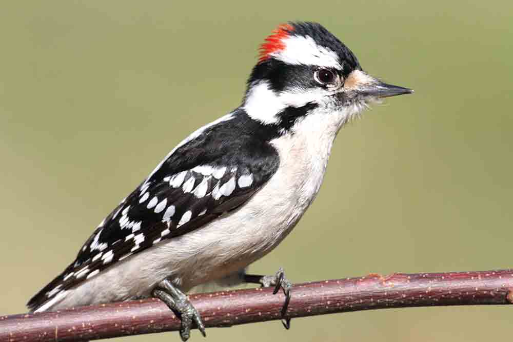 Downy Woodpecker