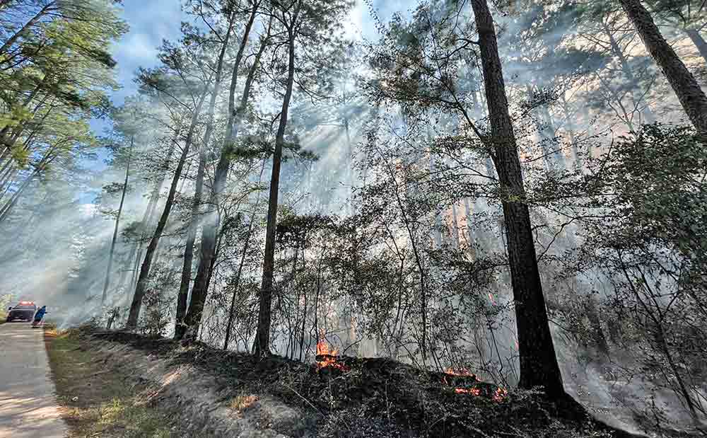 About 12 acres of land burned after a felled tree downed a power line near Boomtown Road. Courtesy photo