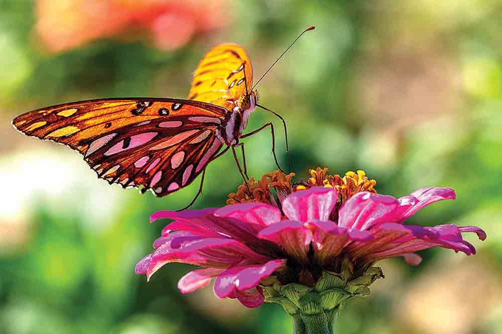 Zinnias Michael Miller/Texas A&M AgriLife