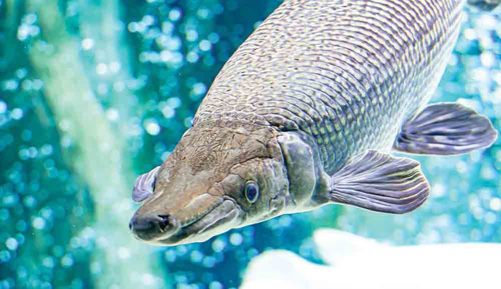 AlligatorGar STOCK