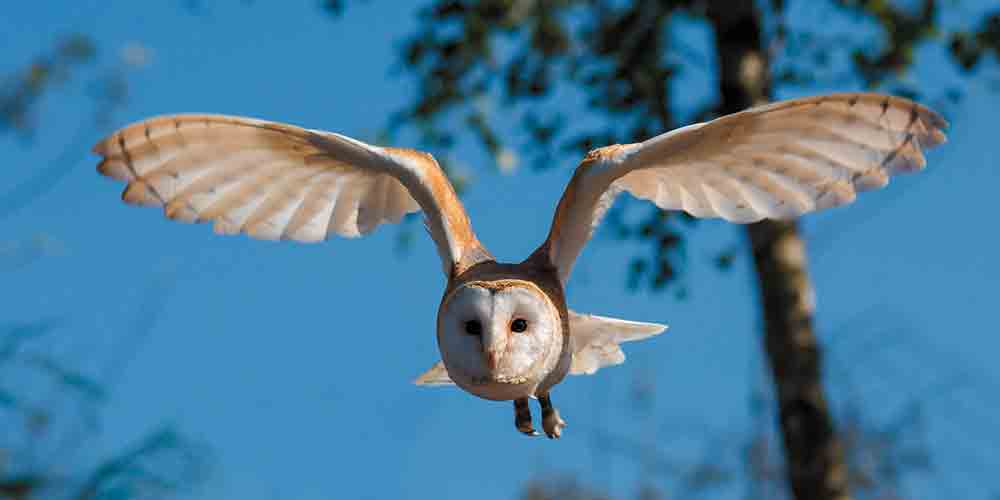 Barn Owl