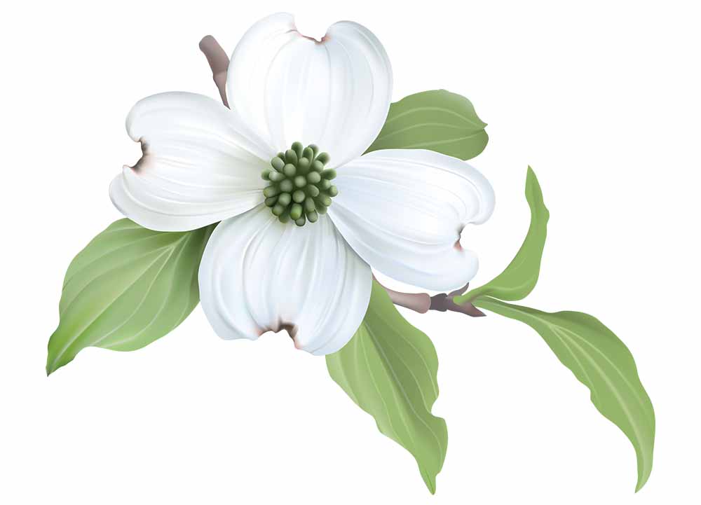 Dogwood Blossom Art