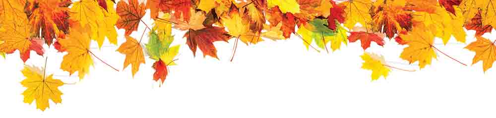 FallFoliage STOCK