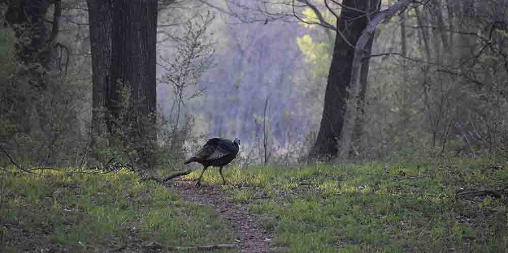 Luke has left a strip of trees and brush along the perimeter of his property that provides both food and cover for birds and wildlife such as this hen turkey.   Photo by Luke Clayton