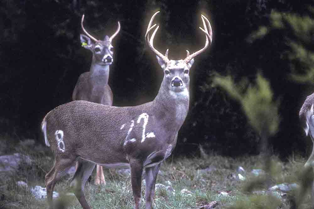 In early January, TPWD received notice from the National Veterinary Service Laboratory in Ames, Iowa that a sample from a 14-month-old whitetail buck at the Kerr WMA submitted for CWD testing was “not confirmed.” The sample had previously been confirmed as “suspect positive” by two other labs. TPWD euthanized the facility’s entire research herd of 89 animals prior to confirmation by the national lab. TPWD Photo