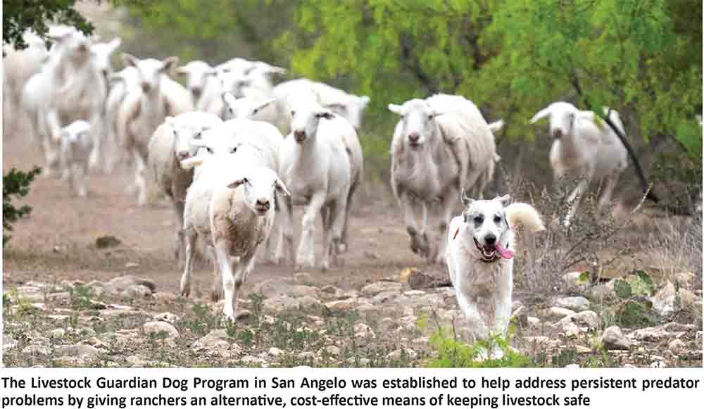 LivestockGaurdianDog