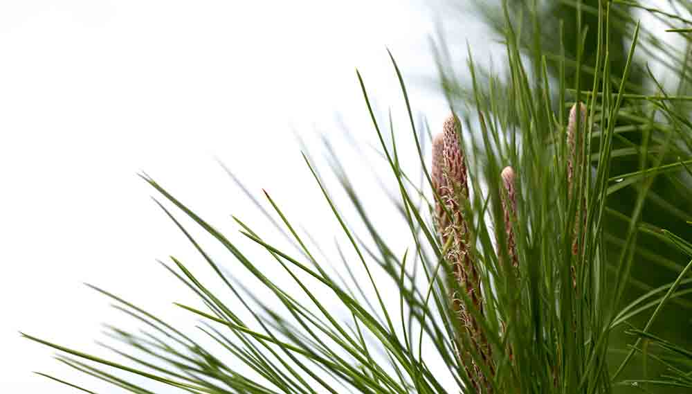 longleafpine STOCK