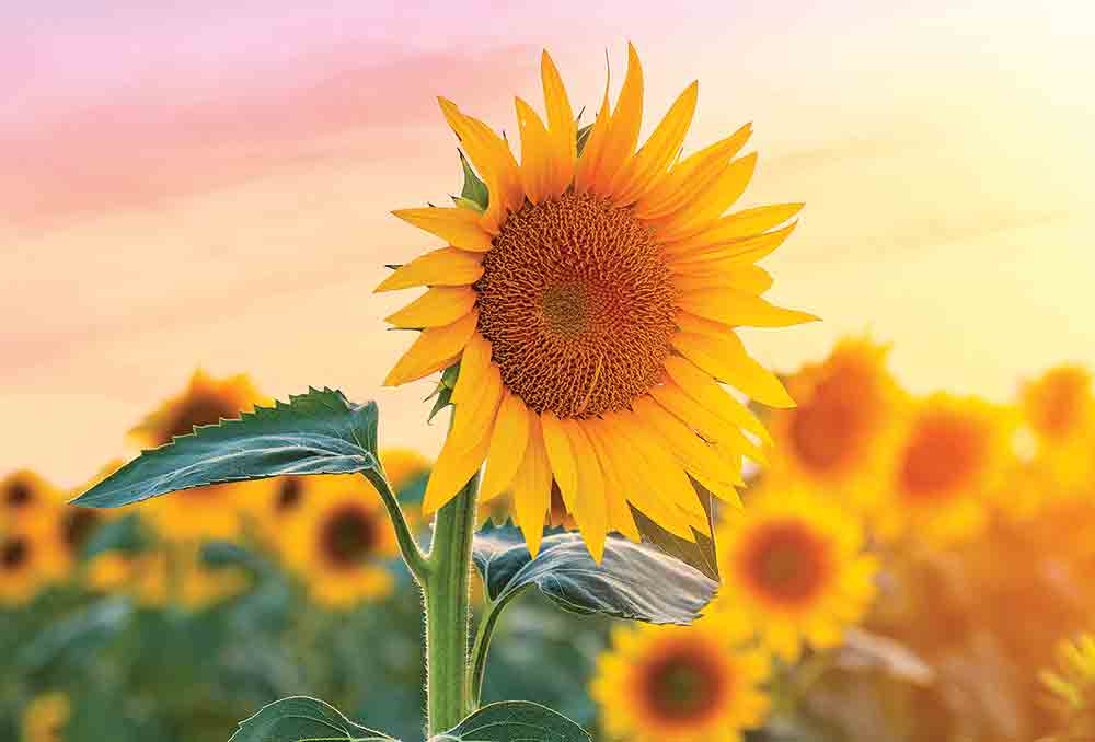 Sunflower STOCK