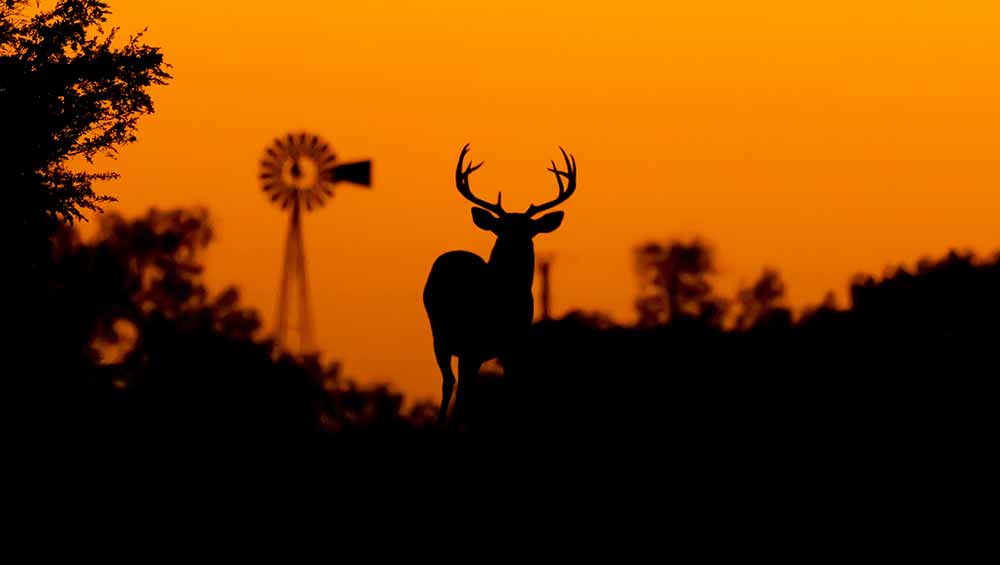 WhitetailDeer STOCK